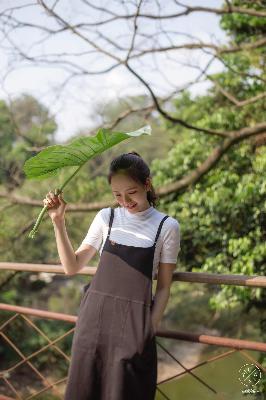 美丽的小蜜蜂美版满天星